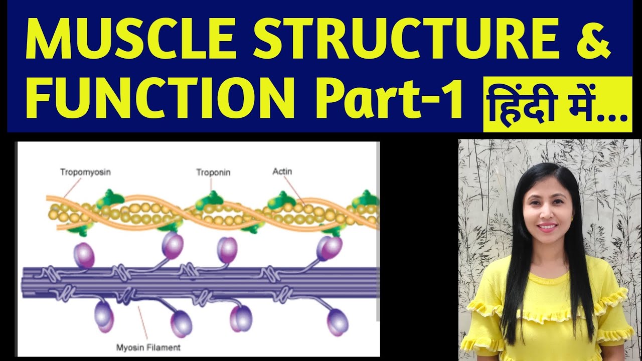 MUSCLE STRUCTURE AND FUNCTION PART-1| SIMPLIFIED BIOMECHANICS IN HINDI|2025| #hindi, #actin, #myosin
