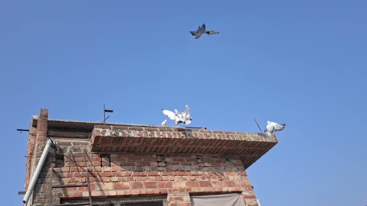 # ♥️🕊🕊♥️🕊🕊♥️kabutar #pigeon #pigeons #birds #kabootar #pigeonpose #pigeonlove #kabutarbazi #bird