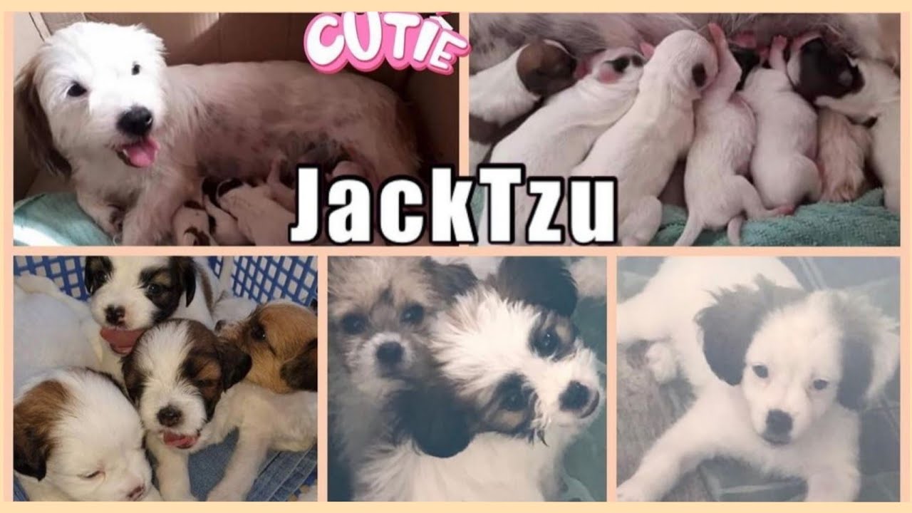 Adorable Jack Tzu Puppies | 0-2 months old|