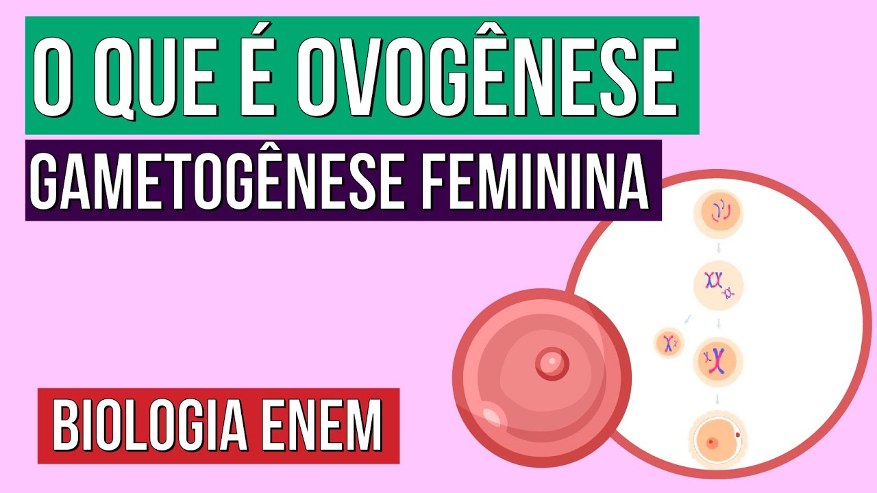GAMETOGÊNESE FEMININA: o que é ovogênese | Resumo de Biologia para o Enem | Cláudia de Souza Aguiar