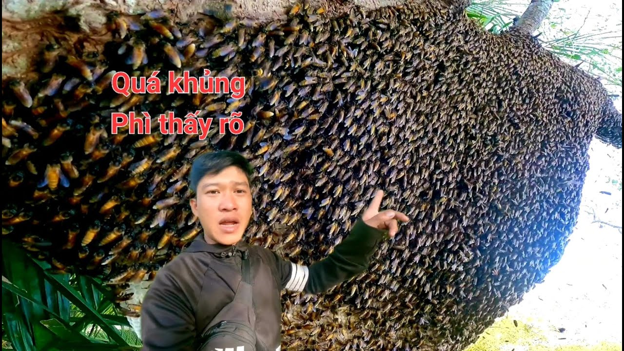 Haii cây bần kế nhau có hai tổ ong khổng lồ đống trên ngọn tổ già bầu mật vô quá ngon