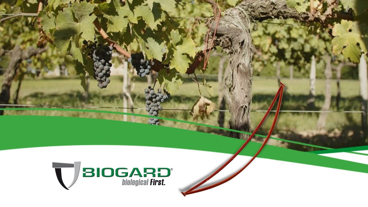 Il diffusore BIOOtwin alla prova con la raccolta meccanica