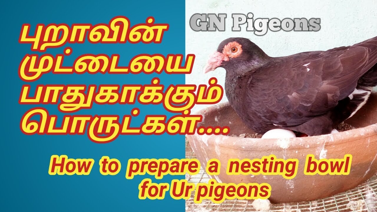 புறாவின் முட்டைகளை பாதுகாக்கும் பொருட்கள் - How to prepare a nesting materials for pigeons