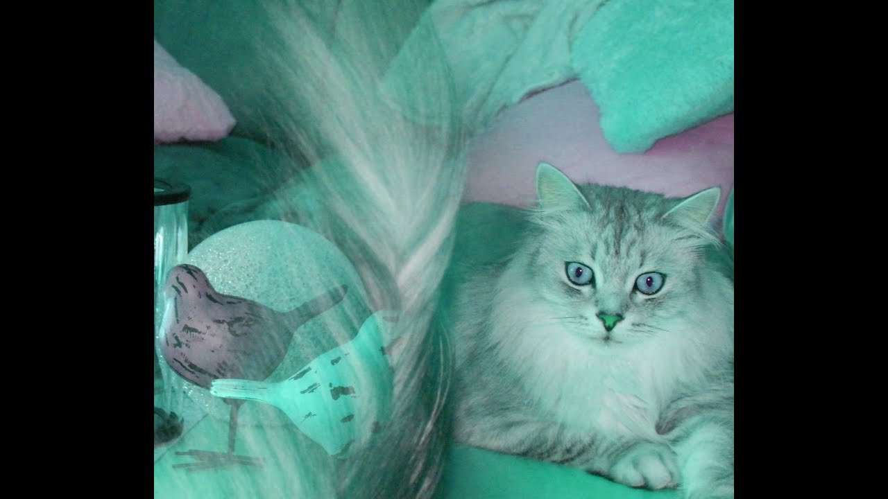 Russian Siberian Cats Playing Together 2014