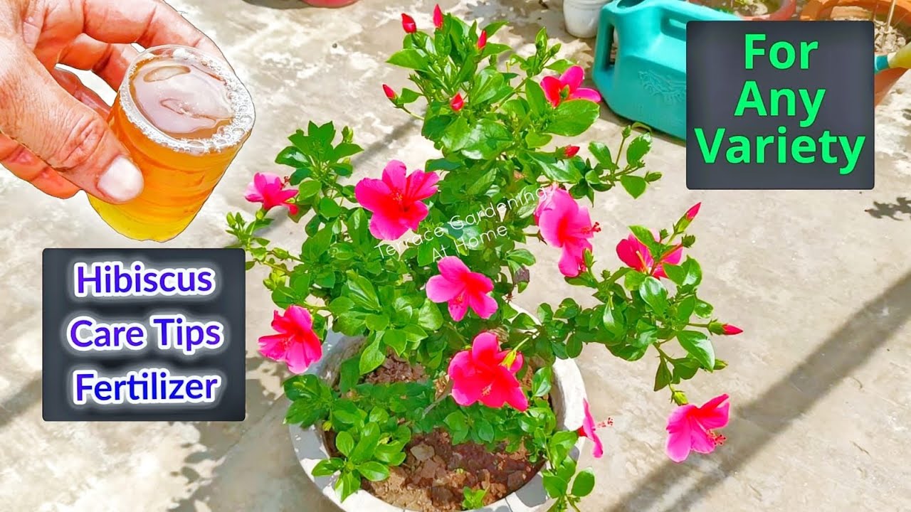 💯 Hibiscus Care Tips for Maximum Blooms at Home / Gudhal Phool Ki Dekhbhal #hibiscus #gardening
