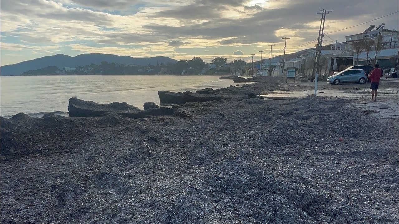 Laganas Beach have been Invaded by Seaweeds 