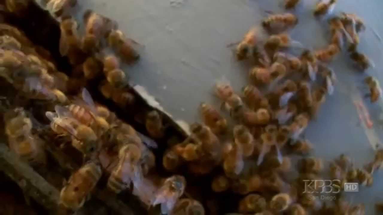 Nature Documentary HD  Silence of the Bees