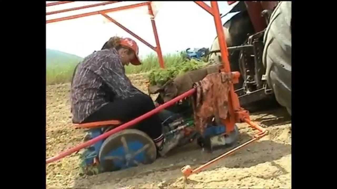 Planting Machine for Tobacco & Vegetables Asimonis-Kartel / Φυτευτική Μηχανή Asimonis-Kartel