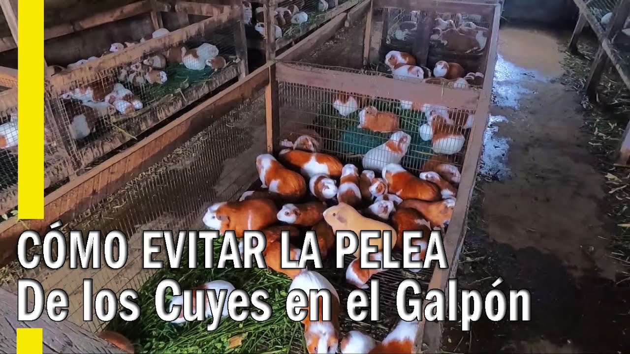 POR QUÉ SE PELEAN LOS CUYES