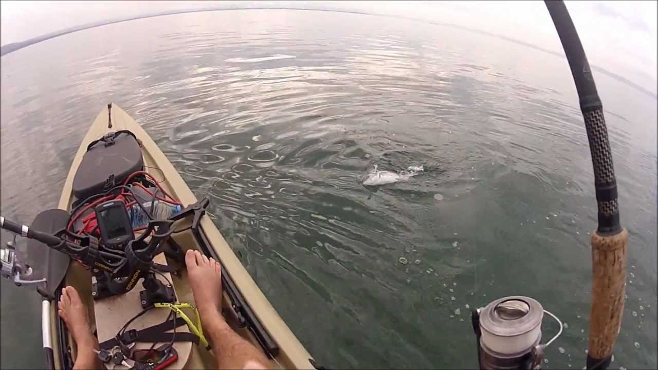 pêche au bar loup en canoë kayak