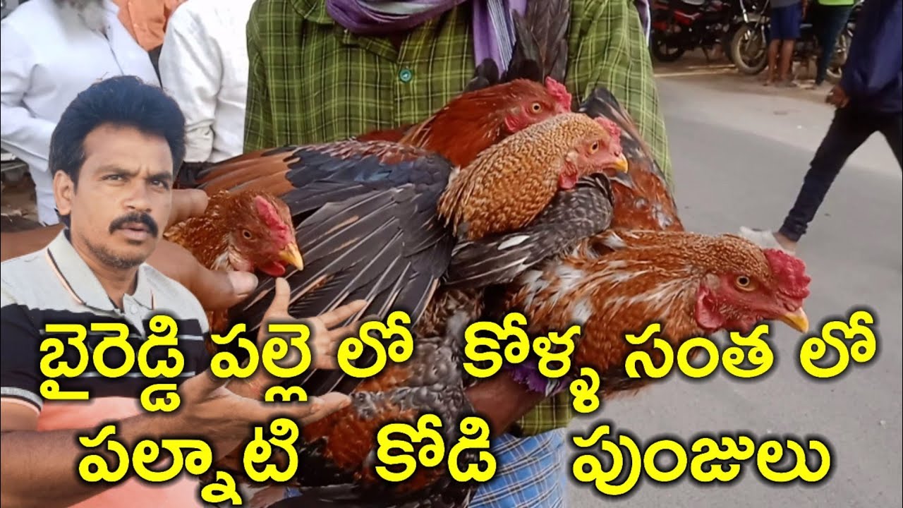By reddy Palli కోళ్ల సంతలో ఈవారం  కోళ్ళ రేట్లు చాలా తక్కువబ్బా #rktelugutravaller
