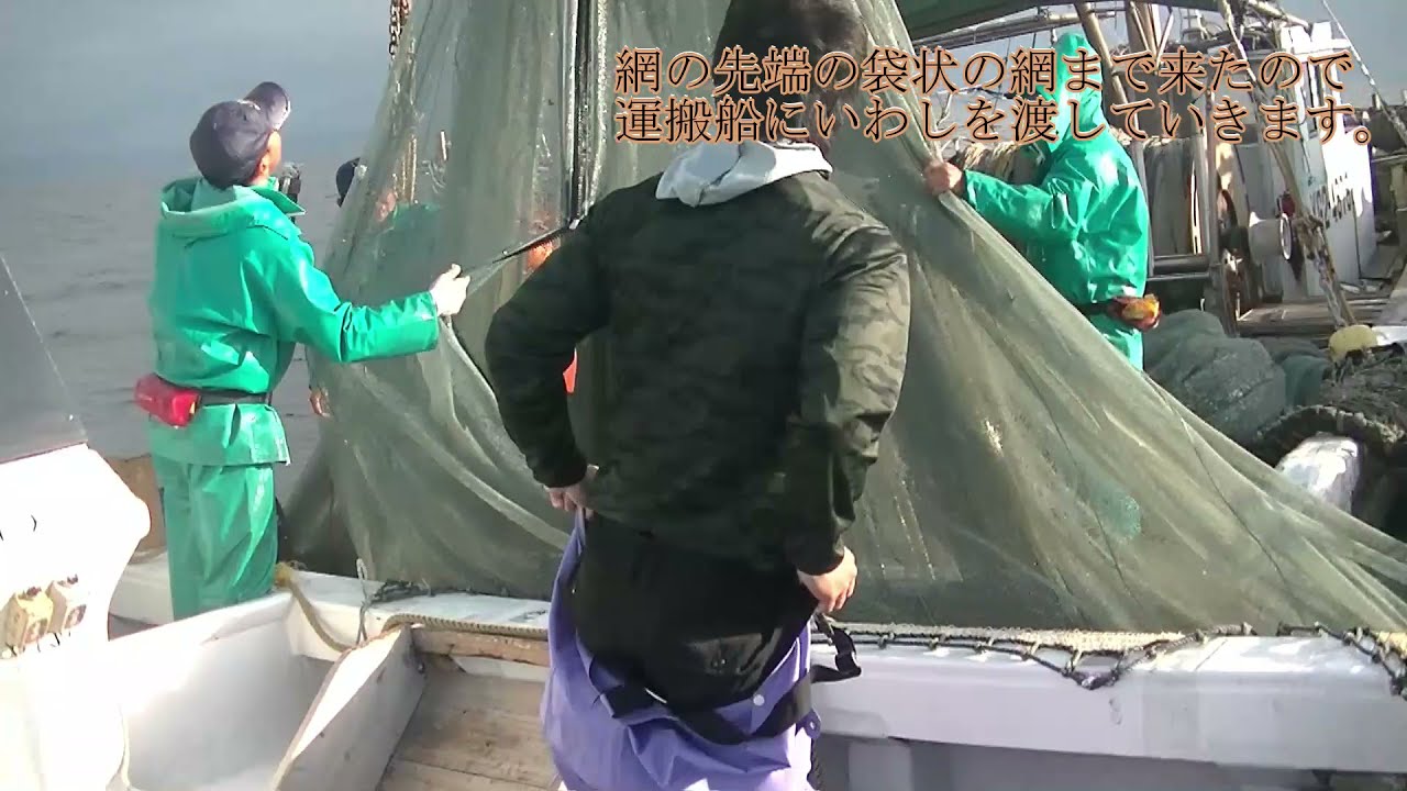 【山口県の漁業】いわし船びき網漁業（瀬戸内海機船船びき網漁業）（山口県周防大島町浮島地区）　　#漁業　#魚　#山口県　#就業　雇用型漁業
