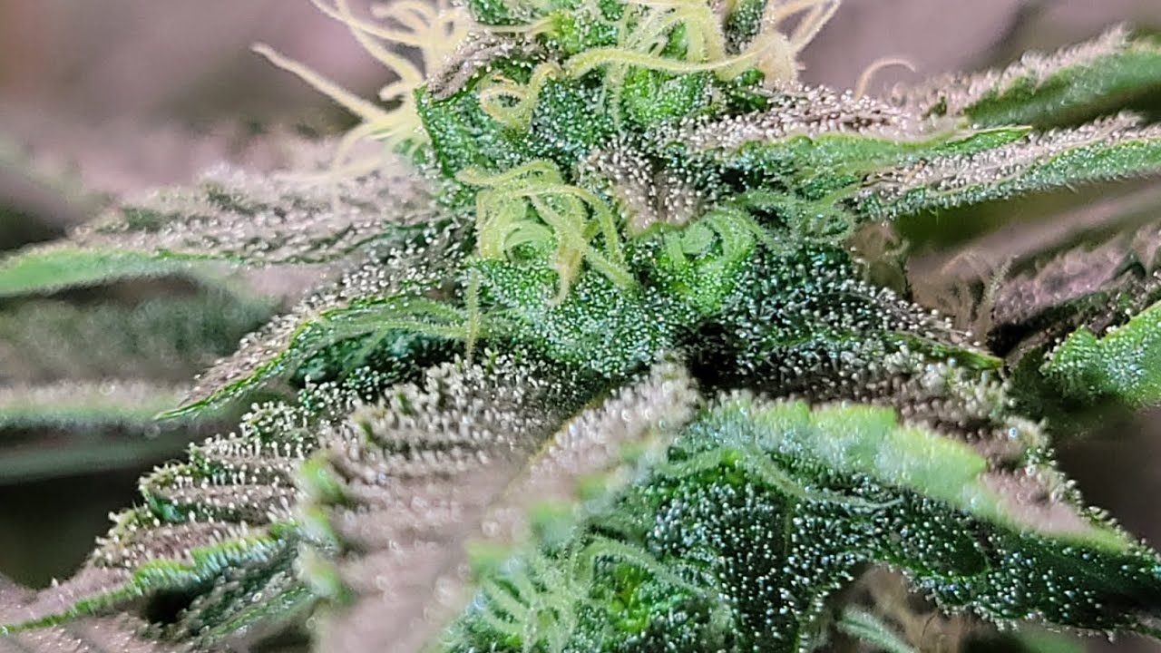 The Lab 2023 - Week 5 (Trichome Development) @KindLEDGrowLights