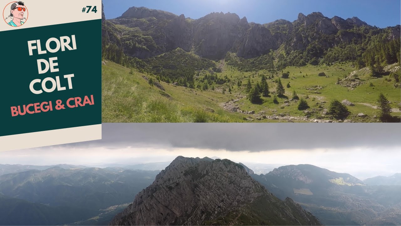 Flori de colt in Muntii Bucegi si Piatra Craiului | un weekend de poveste cu cortul