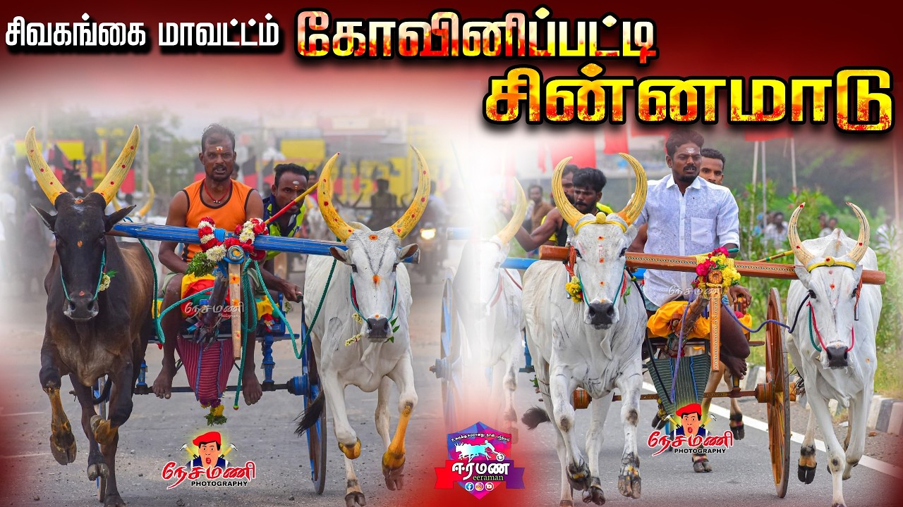 🔴LIVE(நேரலை) | கோவினிப்பட்டி | சிவகங்கை மாவட்டம் | சின்னமாடு | பந்தயம்