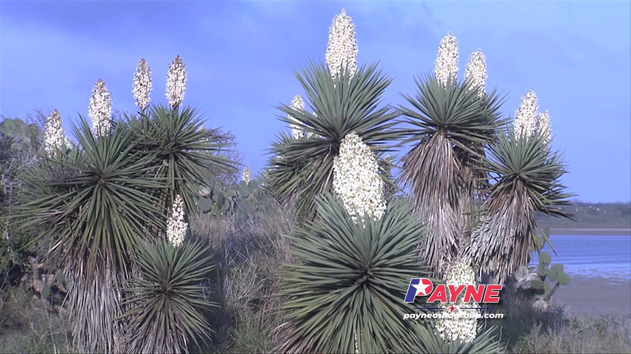 Richard Moore Land of the Yucca | Payne Auto Group | Weslaco, Texas