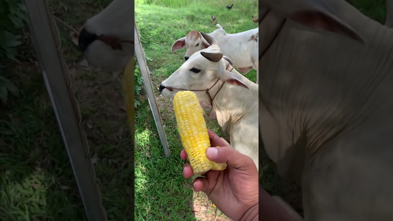 Delicious corn for her 