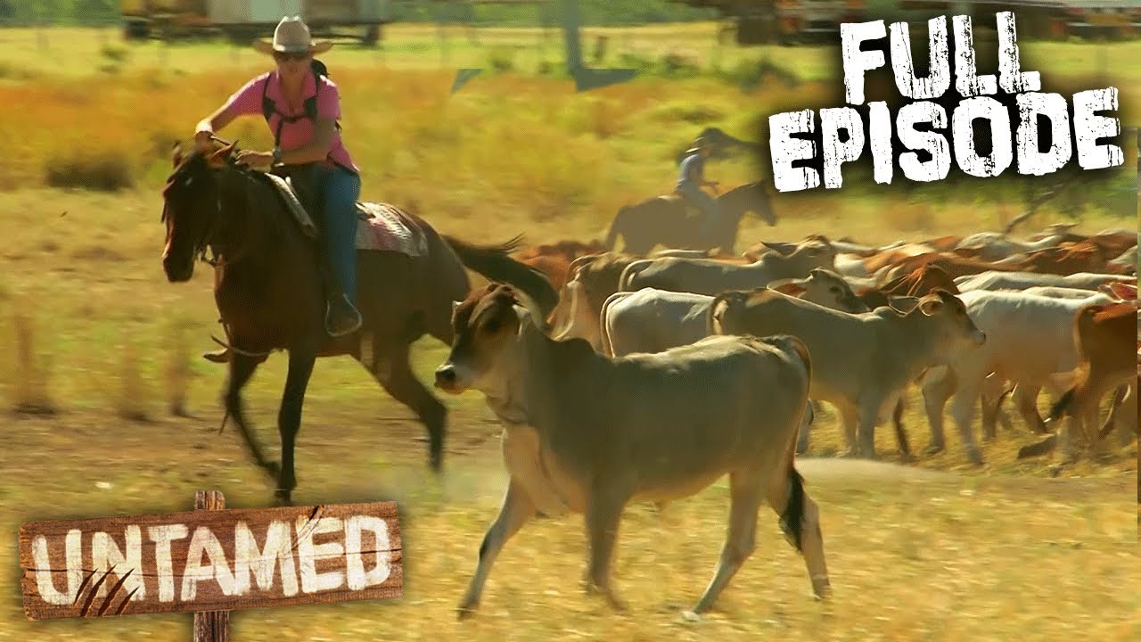 Herding 1,000 Cattle On Horseback and Helicopters!