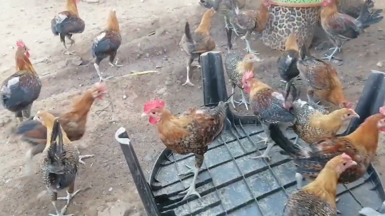 سلام الاخوان متوفيرفلوس فيومي ذهبي للبيع بإذن الله الهاتف0700750056 لعمر4 أشهرمدينة سيدي سلمان لغرب 