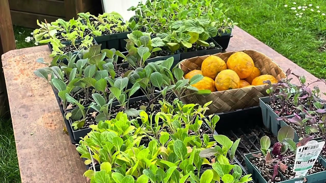Kōanga is here, planting, seedling and harvesting!