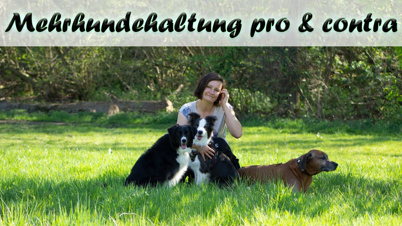 Mehrhundehaltung pro & contra (Rhodesian Ridgeback und zwei Border Collies)