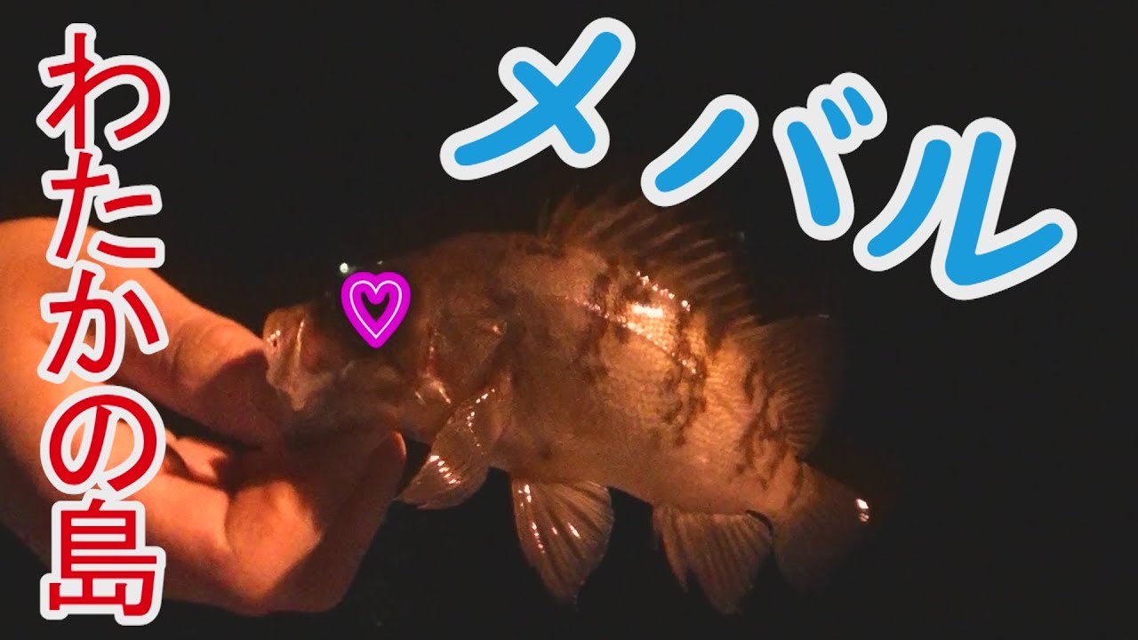 わたかの島上陸!!メバルを釣る！【三重県 志摩 渡鹿野島】