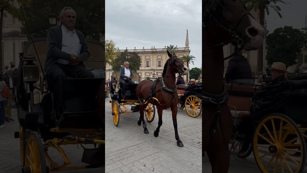 Horse-Drawn carriage in Sevilla 🇪🇸