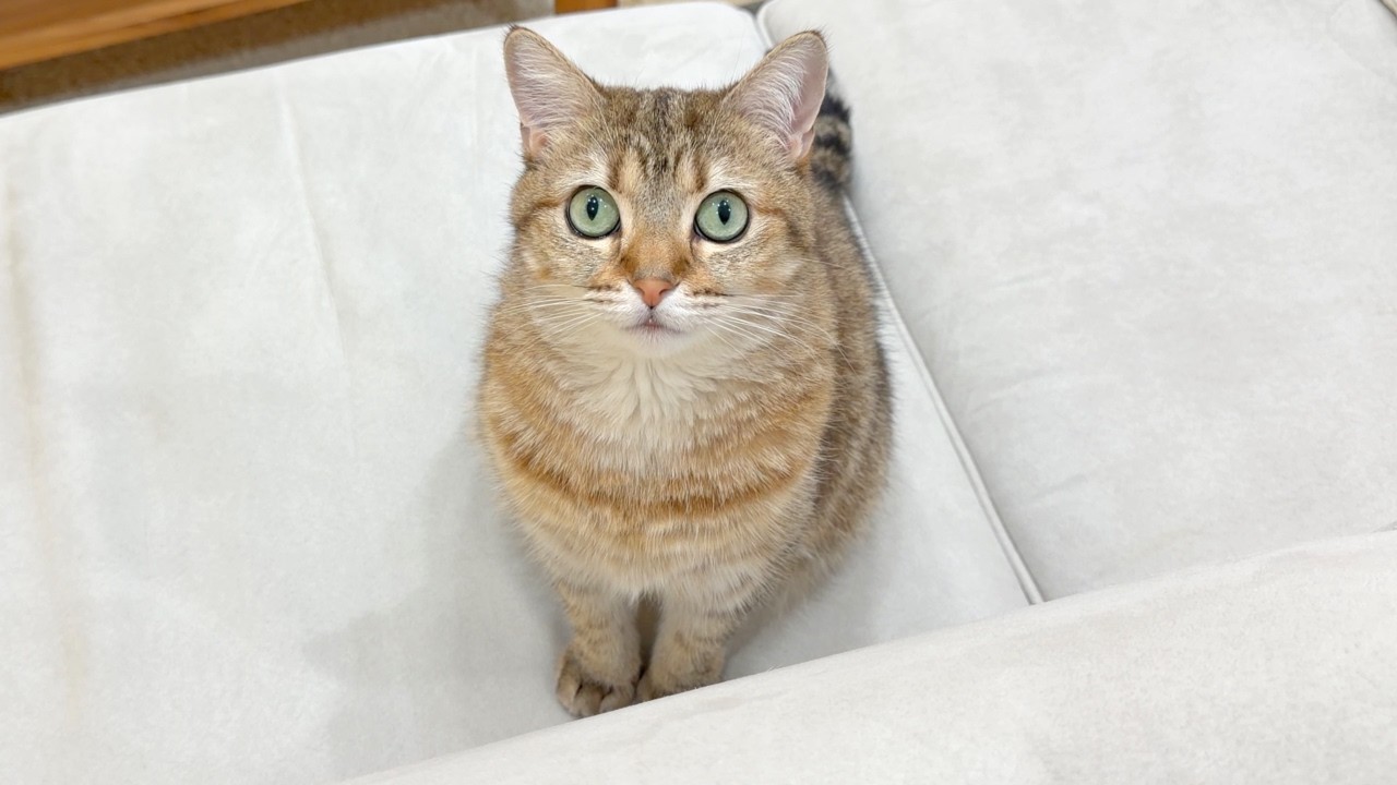 猫は理解が追いつかないとこうなります…！