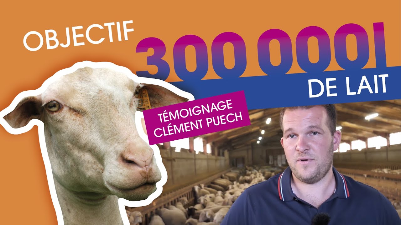 Témoignage GAEC du Couderc, Eleveurs de brebis