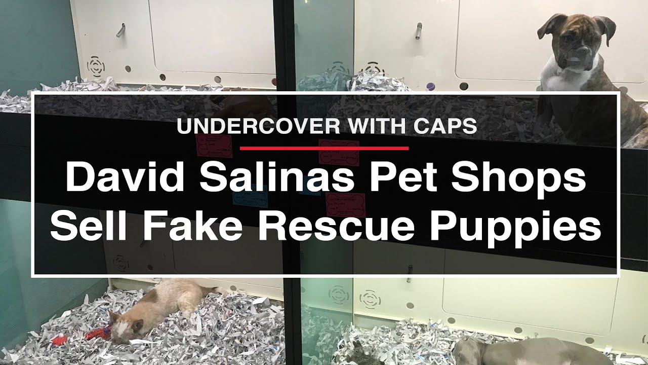 David Salinas Pet Shops Sell Fake Rescue Puppies | Undercover with CAPS