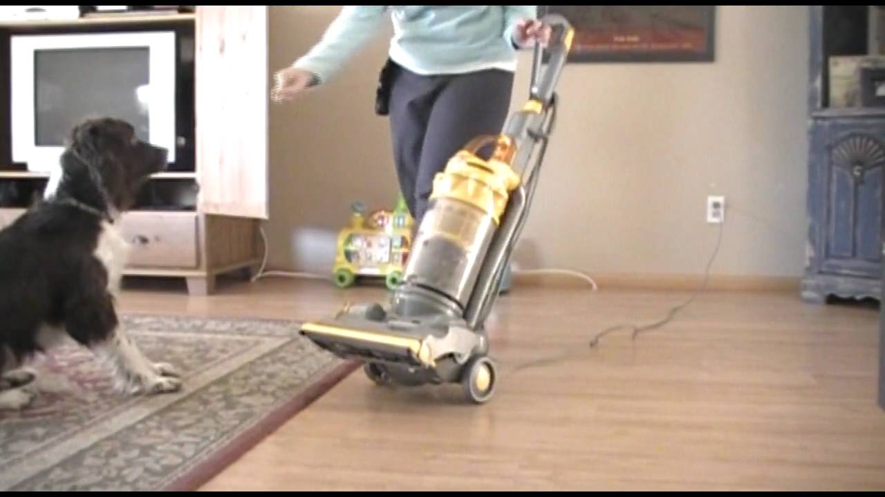 Training your dog to be fine with the vacuum cleaner