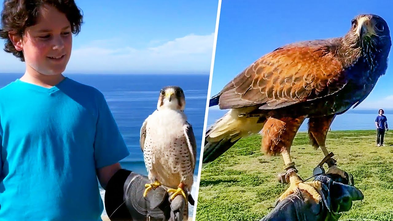 Interact with Birds of Prey while Overlooking Beautiful La Jolla Shores Beach