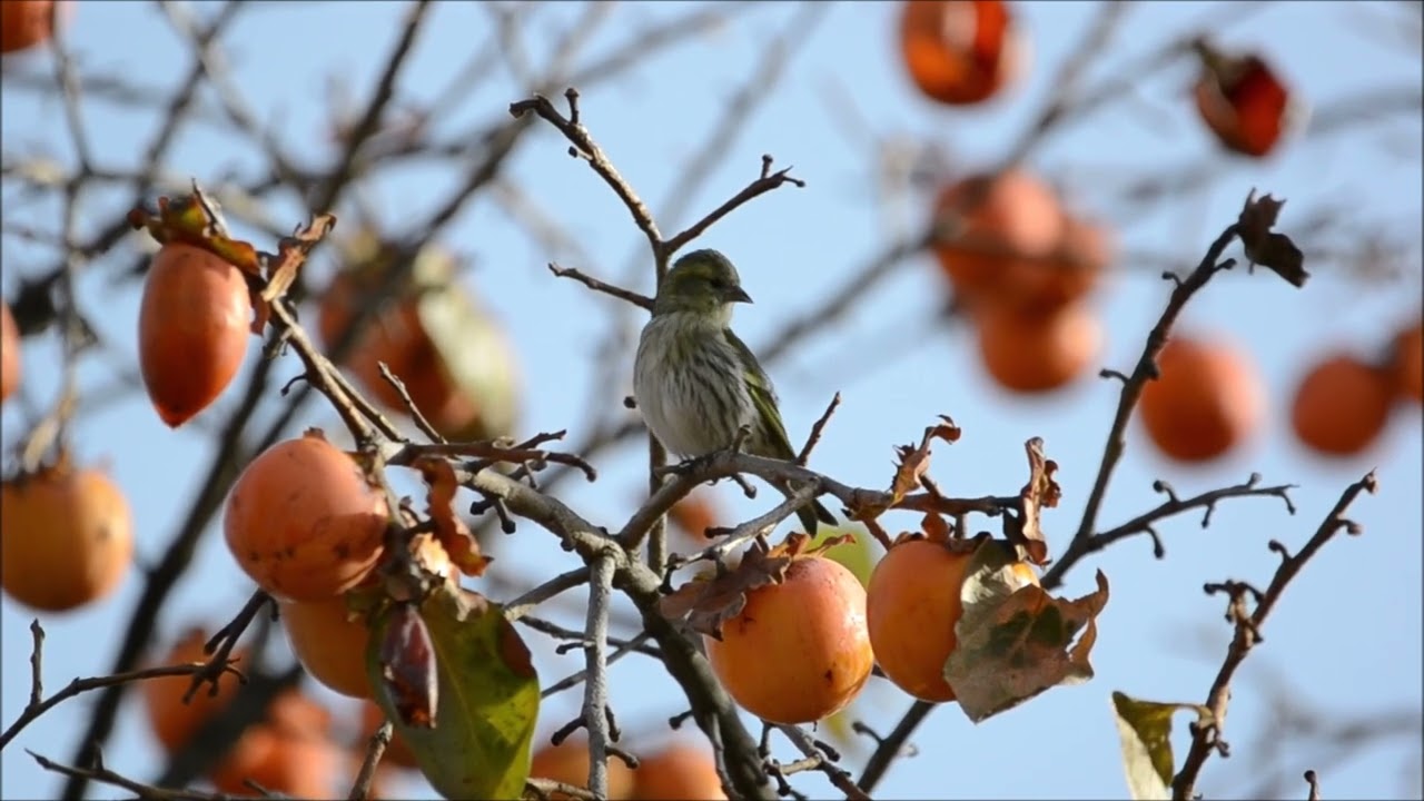Cris et chants d'oiseaux