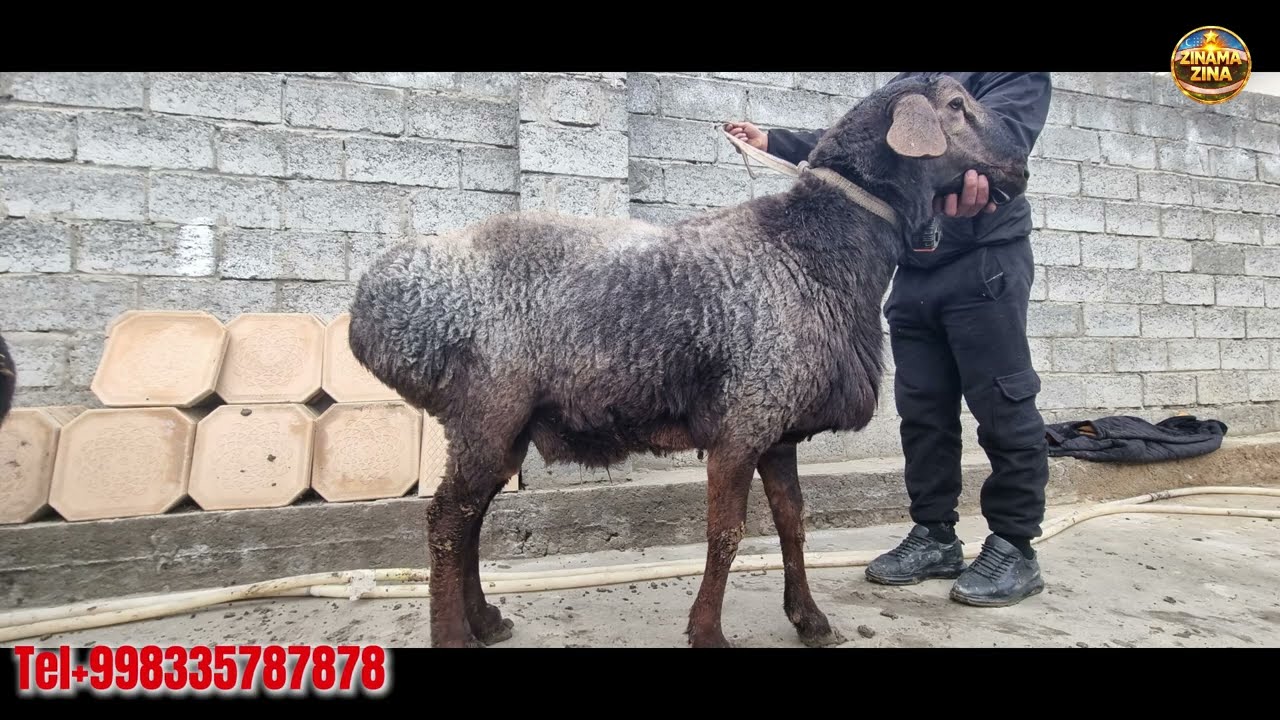 QO'YLAR ZINZMA ZINZ
