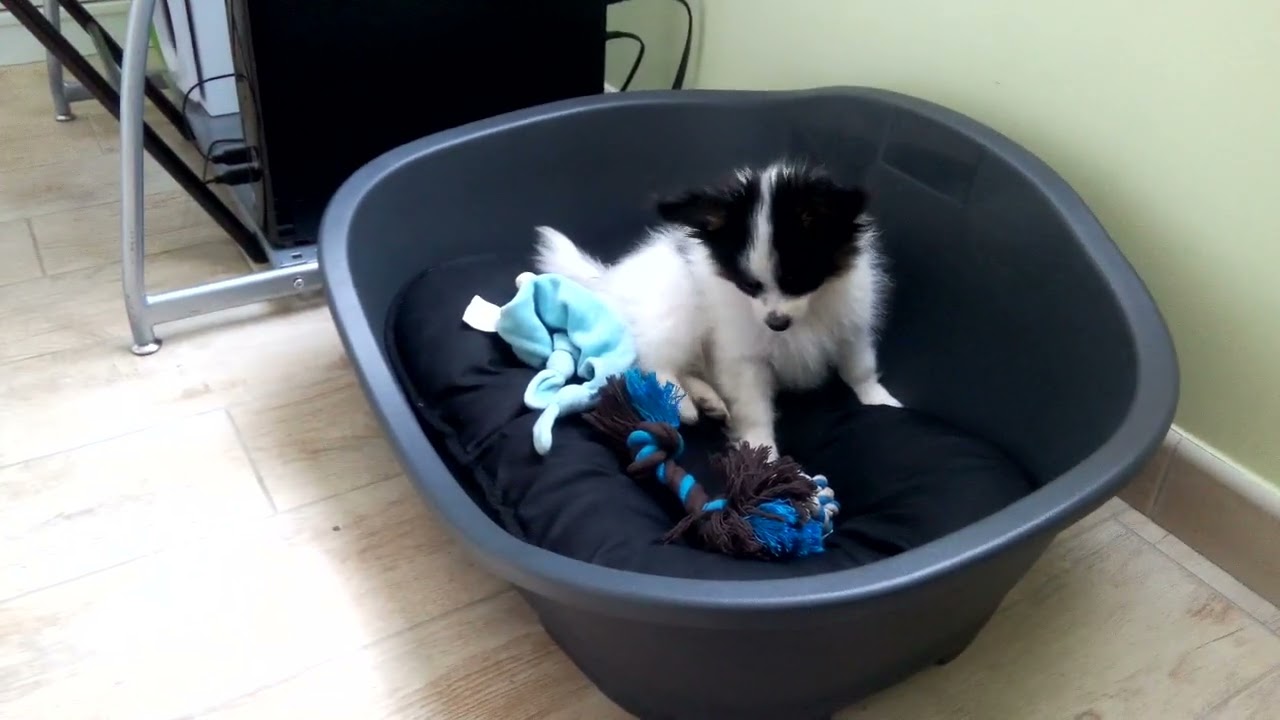 Nougat  Epagneul Nain Papillon 2 mois 1/2
