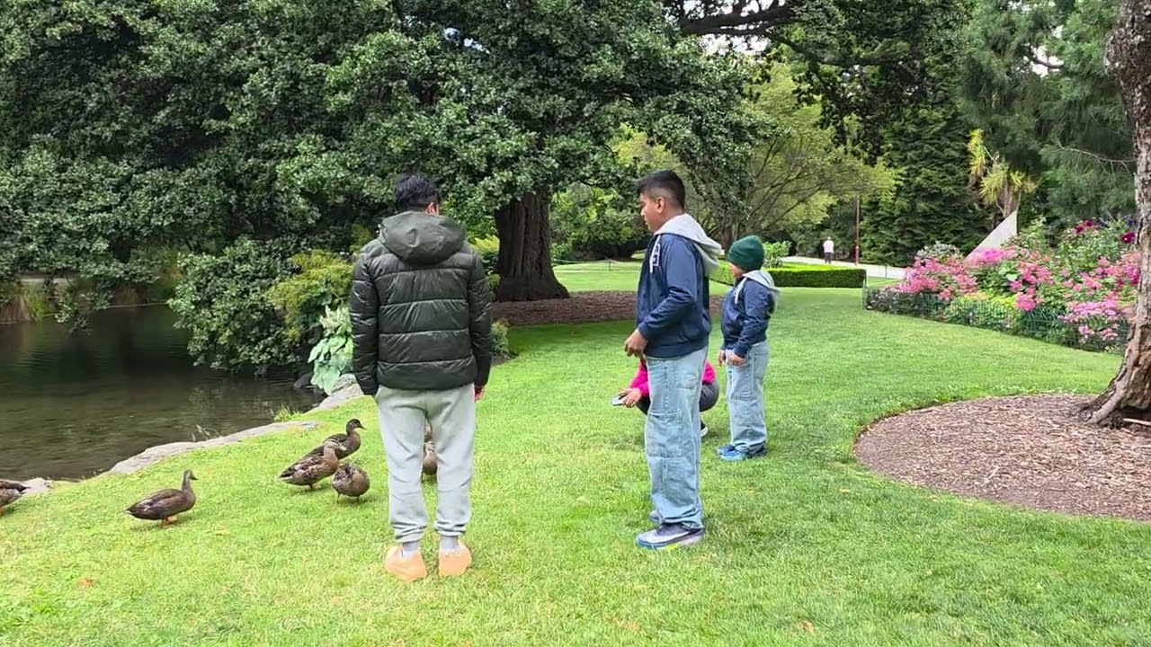 Feeding Ducks in Queenstown Garden...