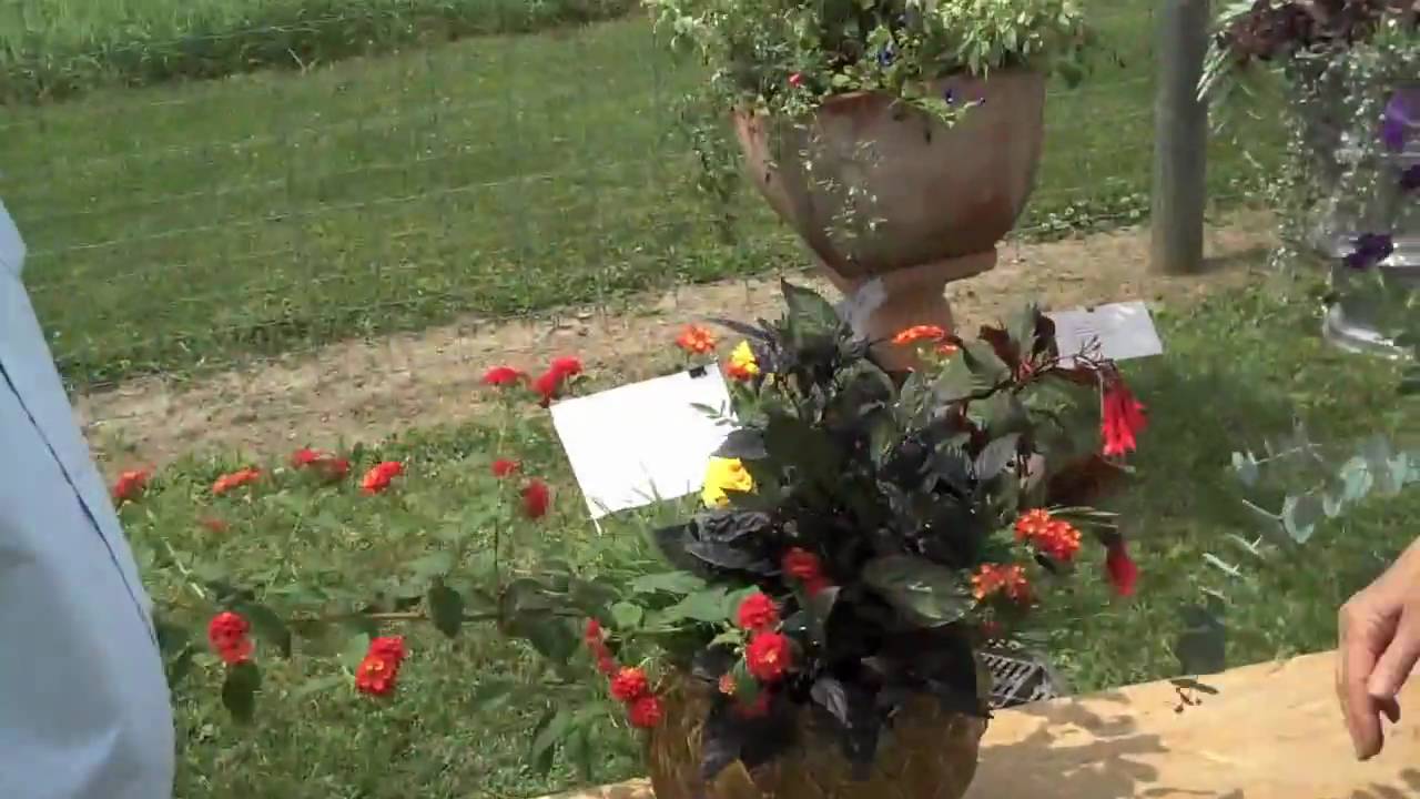 How Guardian Plants Reduce Pest Problems