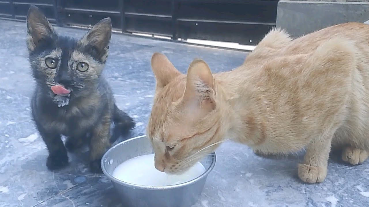 Funny cat's 😀😀😀😀 amazing mother with her baby 😍😻😻😻