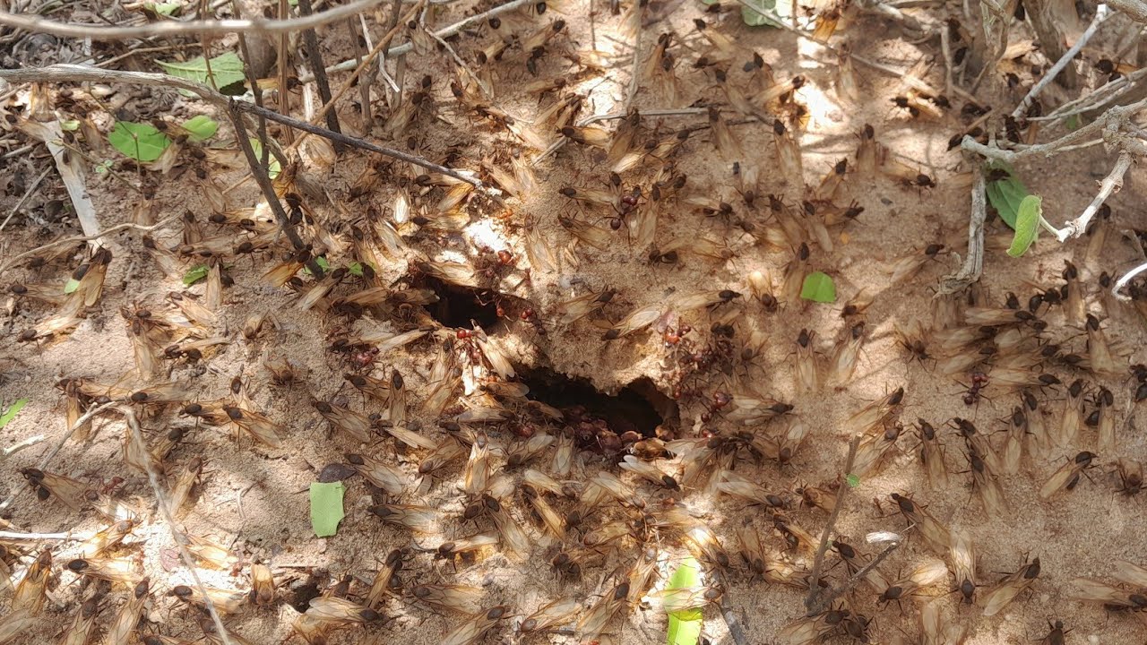 Pegando tanajura22/02/2026