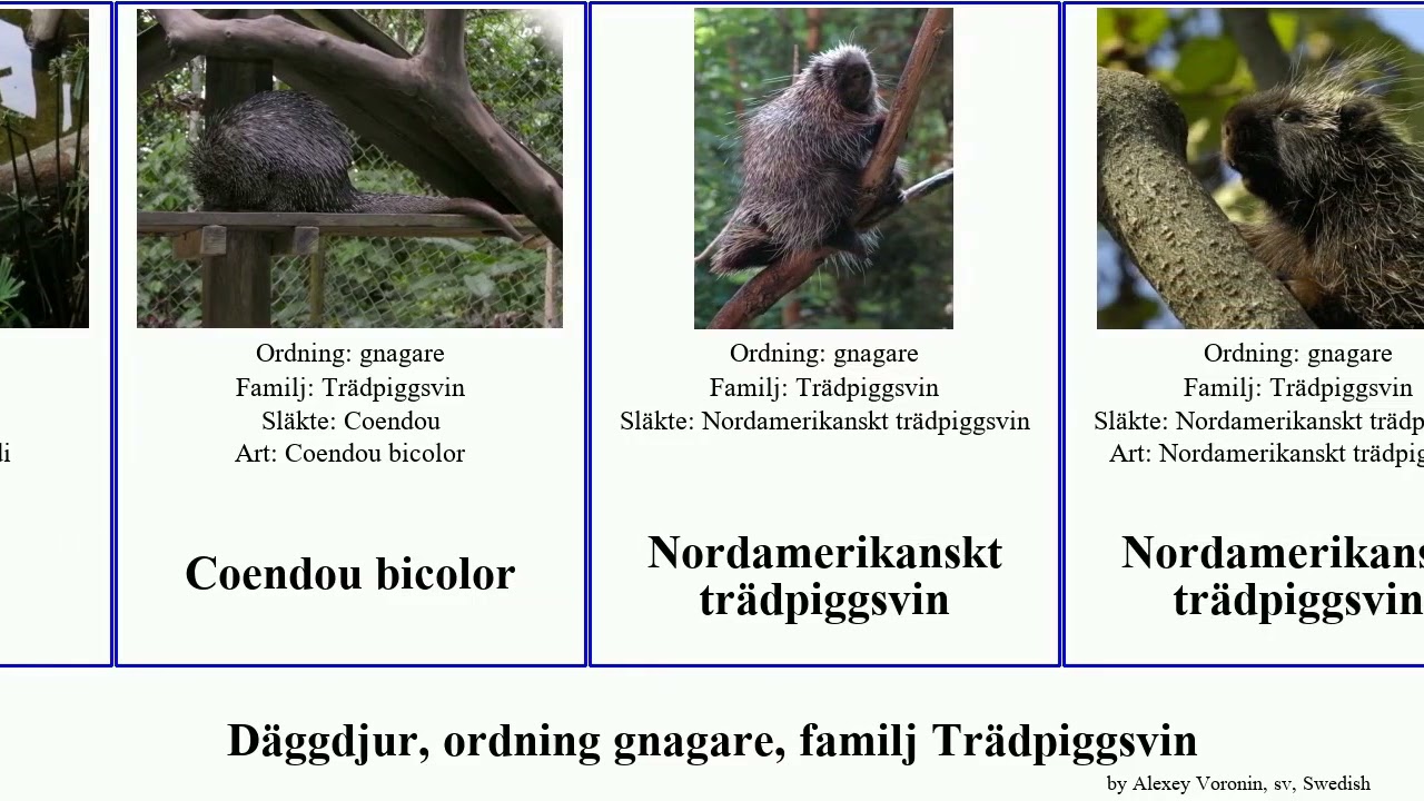 D&auml;ggdjur, ordning gnagare, familj Tr&auml;dpiggsvin sphiggurus mammal porcupine bicolor mexicanus New