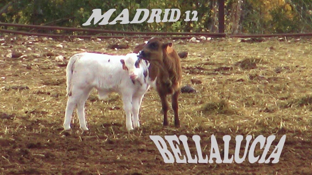2018 MADRID  CAPEA Finca BellaLucia