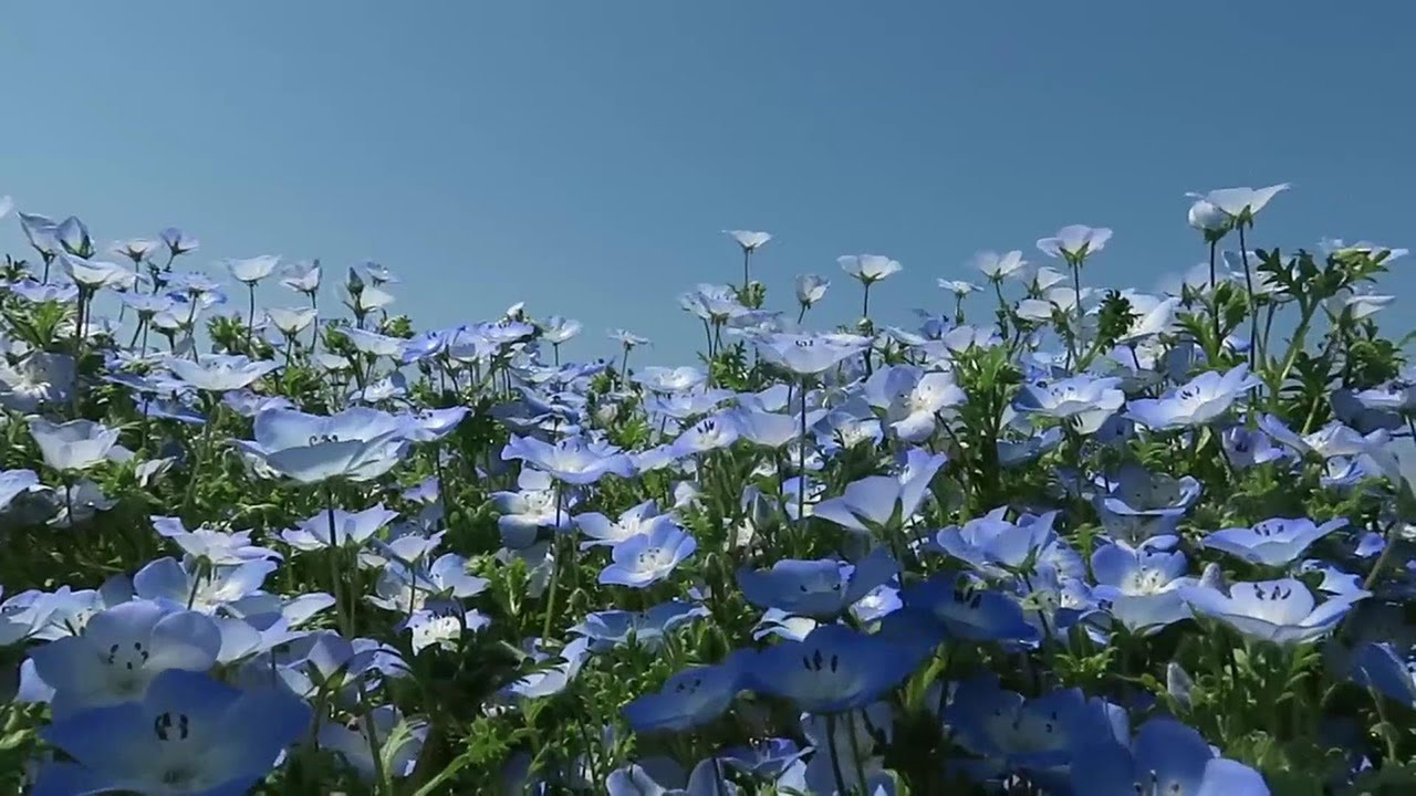 【ちょっと息抜き】お花畑動画です