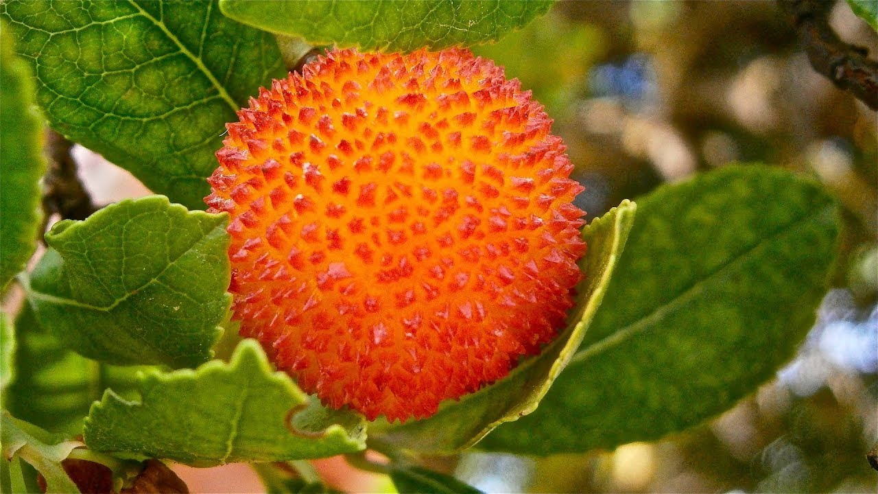 🌳Como germinar y plantar un madroño (Arbutus unedo, harino, alazano, urraca, camarón, sálamo).🌳