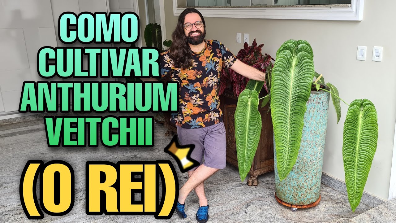 Por que a internet está OBCECADA por essa planta ? ANTHURIUM VEITCHII