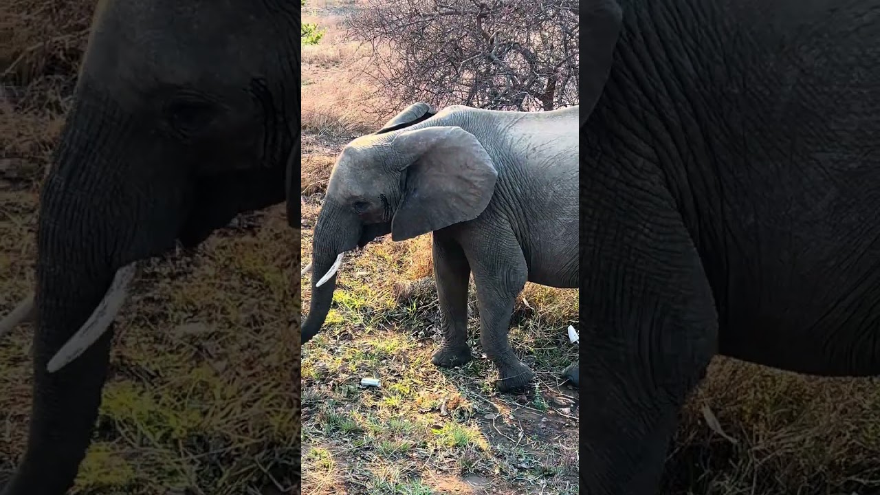 Mikumi National Park – prawdziwe safari w sercu Tanzanii❤️
