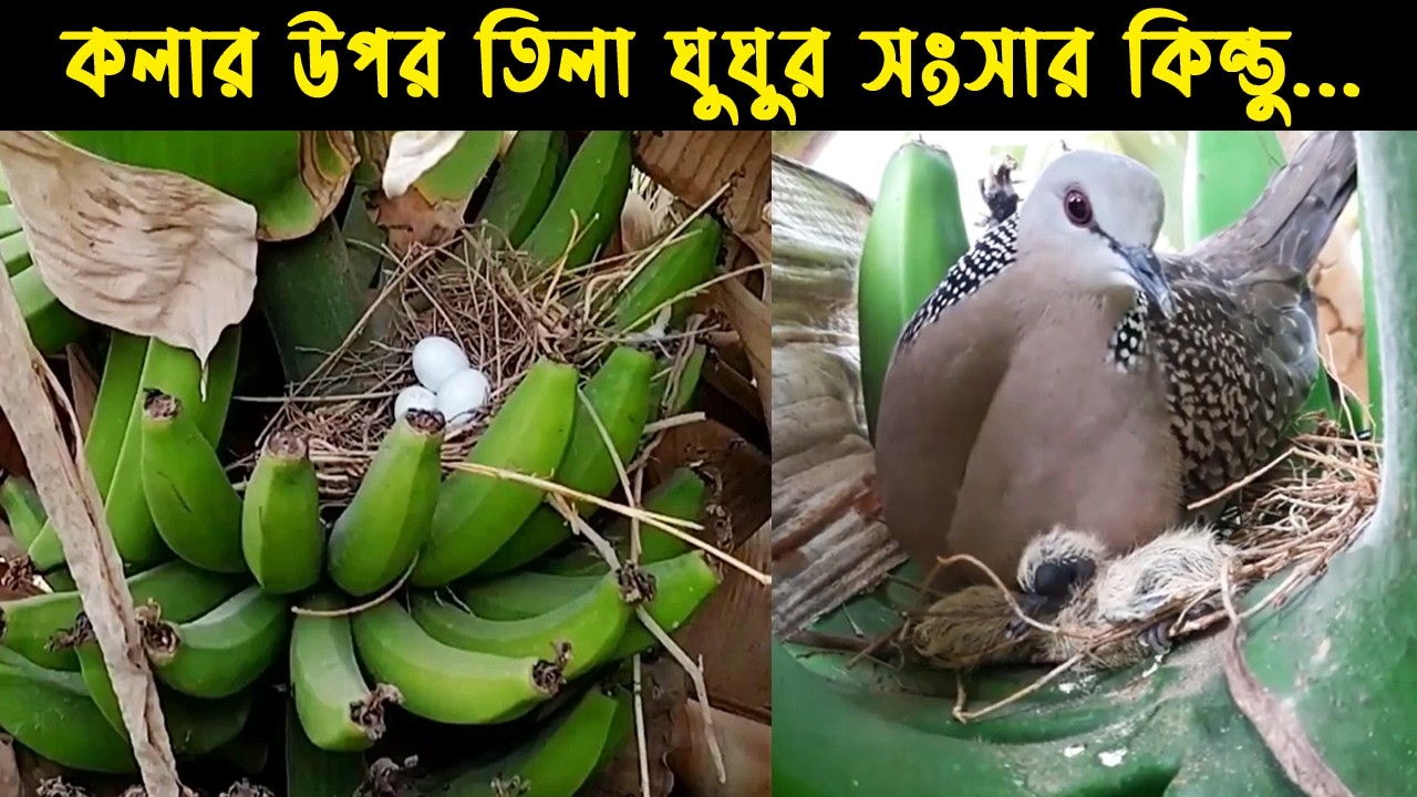 বন্য তিলা ঘুঘু ও কবুতরের জীবনী | Bird Story-218 | The life story of Spotted Dove Bird & Pigeon | E08