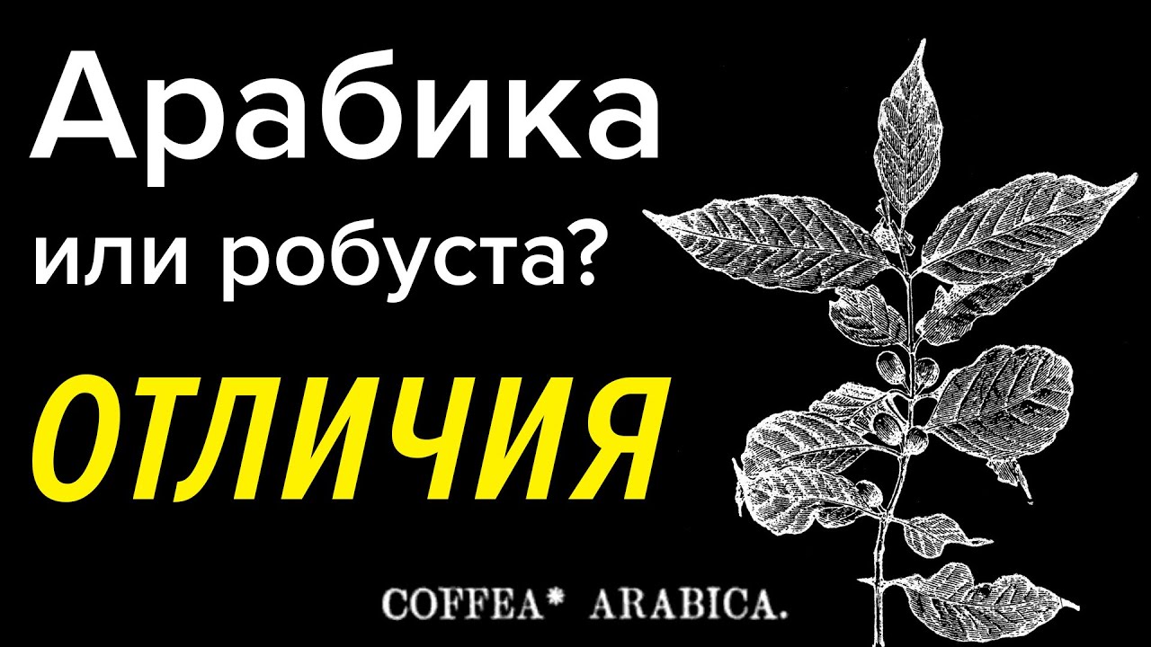 Робуста и арабика: в чём отличия и всегда ли хороша 100% арабика? [Частые вопросы]
