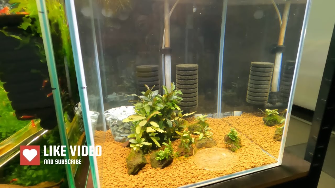Your Bee Shrimp Are Struggling? Here's Why