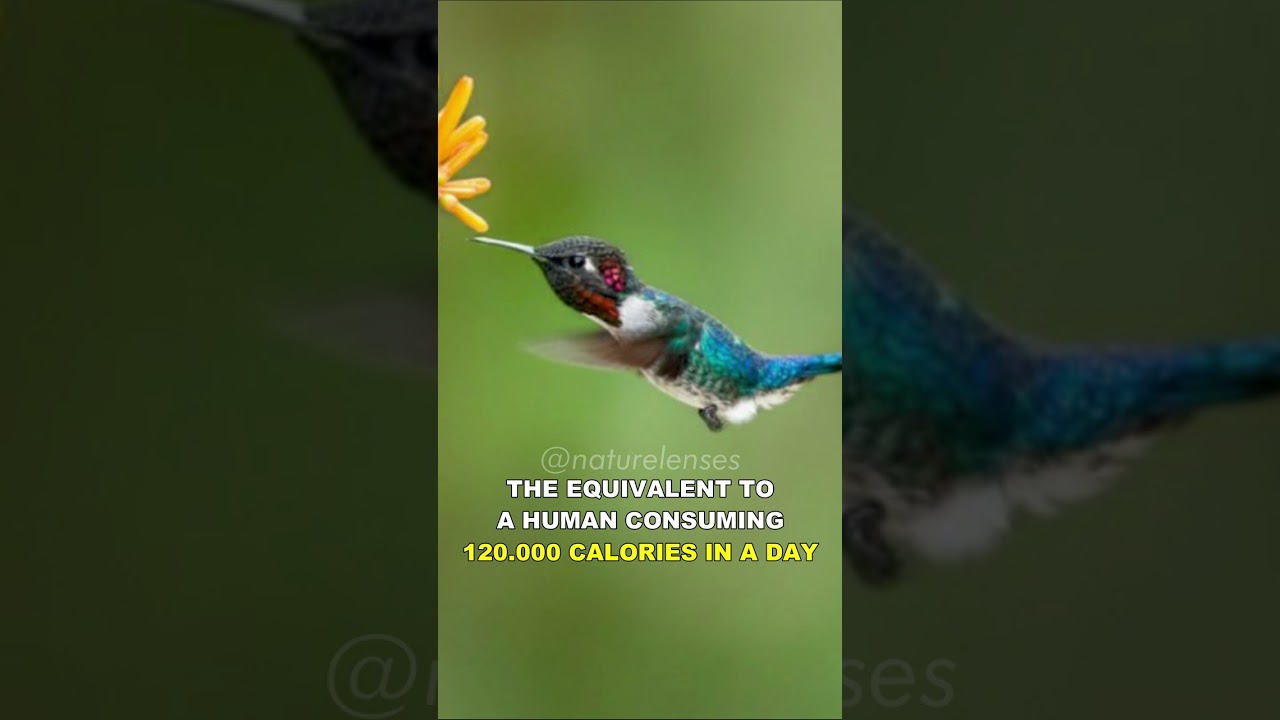 Bee Hummingbird | The Smallest Bird On Earth