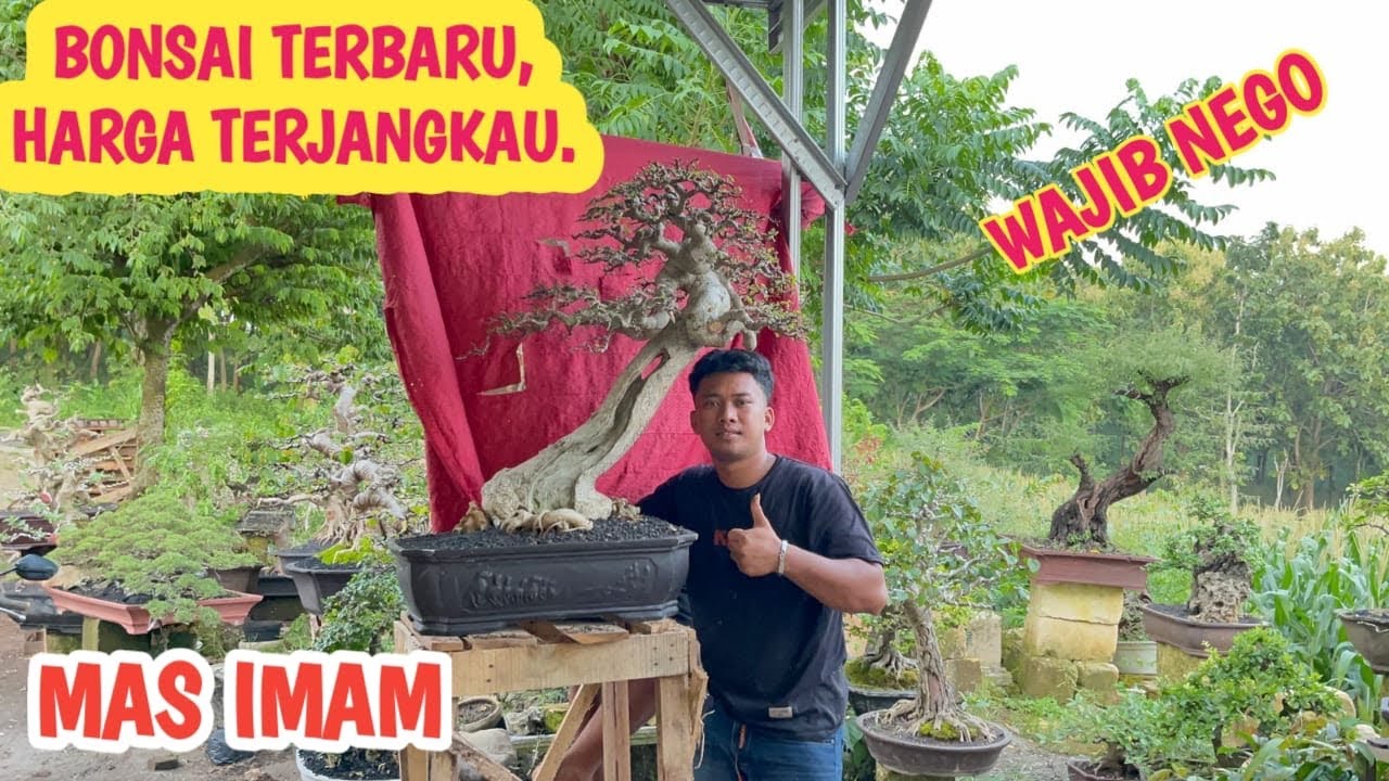 CEK BONSAI TERBARU ,HARGA WAJIB NEGO 📞 0831-1142-7220 @JeckpaeyBonsai91 
